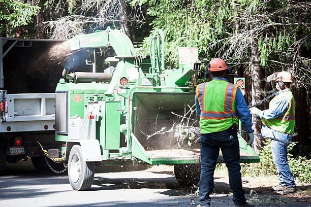 Best Tree Disease Treatment  in Pecan Acres, TX